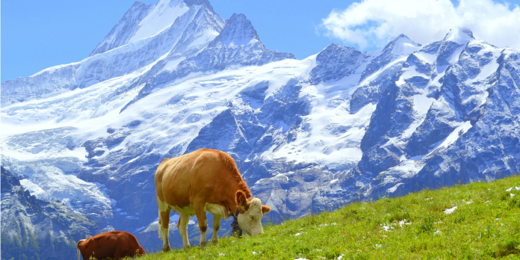 Vakantiehuis kopen Zwitserland