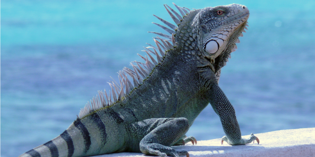 Buying a second home on Bonaire